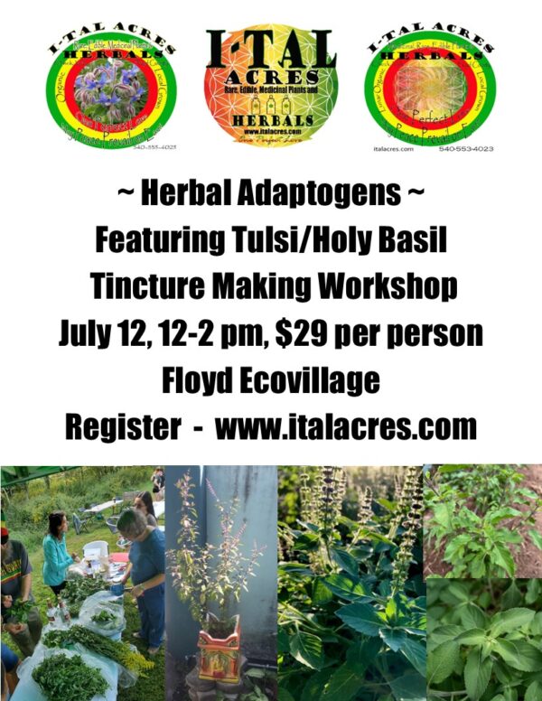 Adaptogens.Tulsitincture flyer Herbal Adaptogens Workshop