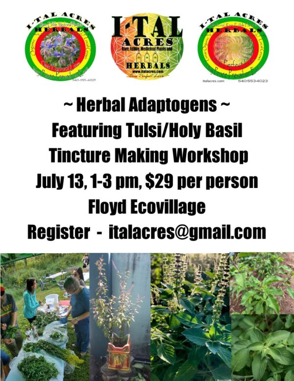 Adaptogens.Tulsitincture flyera Herbal Adaptogens Workshop