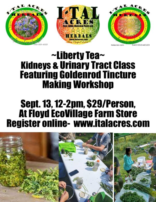 goldenrodtincturemaking flyer2025 Liberty Tea- Kidney & Urinary Tract Class & Goldenrod Tincture Workshop