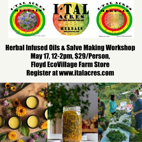 oil salve Workshop 2025 Herbal Infused Oils & Salve Making Class