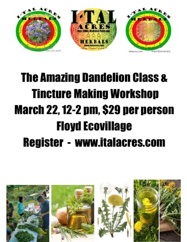 dandelion flyer 2025 The Amazing Dandelion Workshop